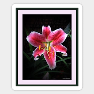 Pink Day Lily Magnet